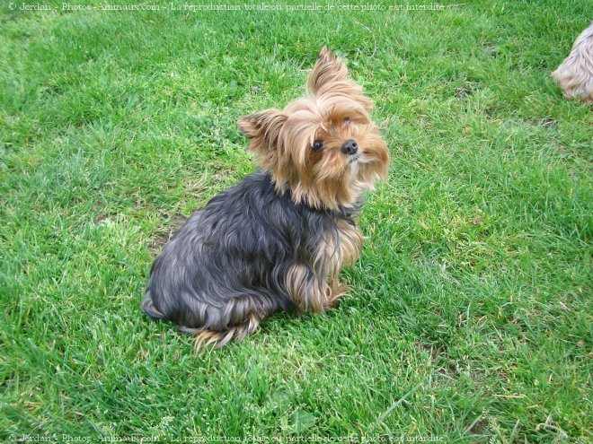 Photo de Yorkshire terrier