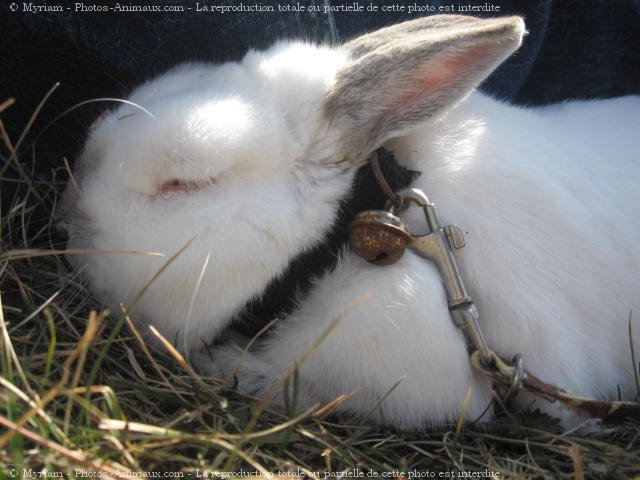 Photo de Lapin