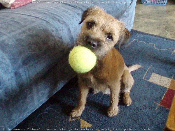 Photo de Border terrier