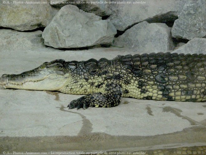 Photo de Crocodile