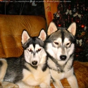 Photo de Husky siberien