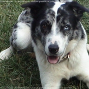 Photo de Border collie