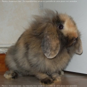 Photo de Lapin