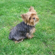 Photo de Yorkshire terrier