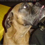 Photo de Boxer