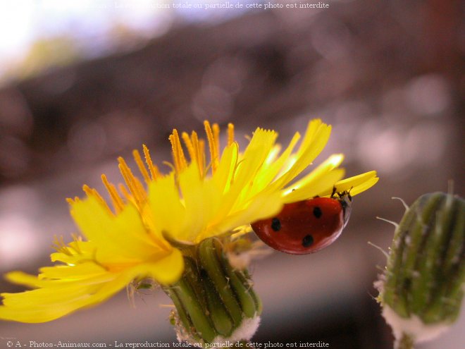 Photo de Coccinelle