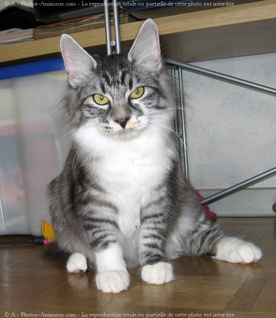 Photo de Kurilian bobtail poil long