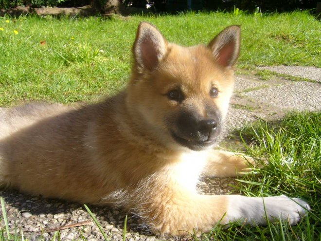 Photo de Chien de berger islandais