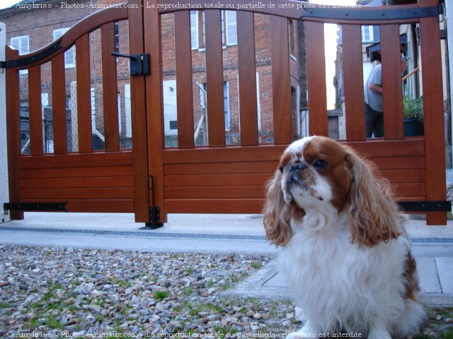 Photo de King charles spaniel