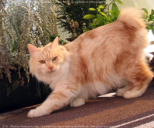 Photo de Kurilian bobtail poil long