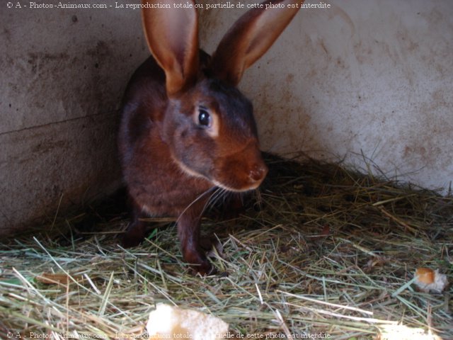 Photo de Lapin