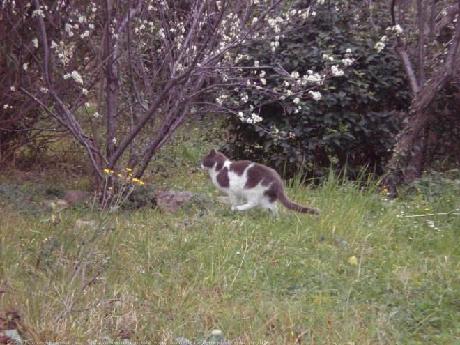 Photo de Chat domestique