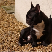 Photo de Bouledogue franais