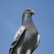 Photo de Pigeon