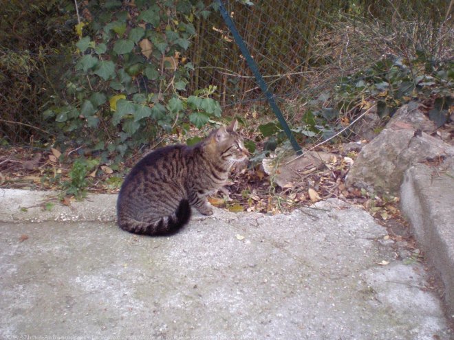 Photo de Chat domestique