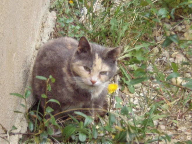 Photo de Chat domestique