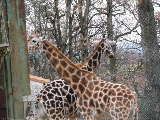 Photo de Girafe