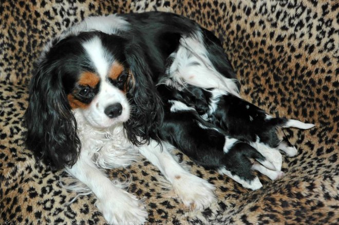 Photo de Cavalier king charles spaniel