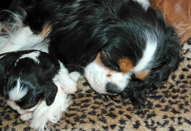 Photo de Cavalier king charles spaniel