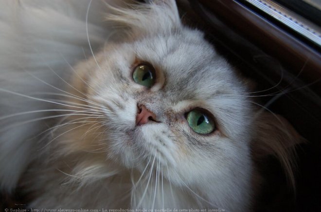 Photo de British longhair