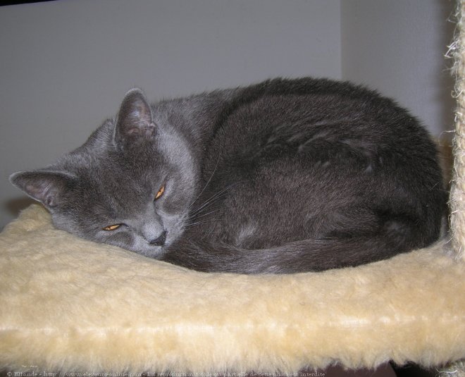 Photo de Chartreux