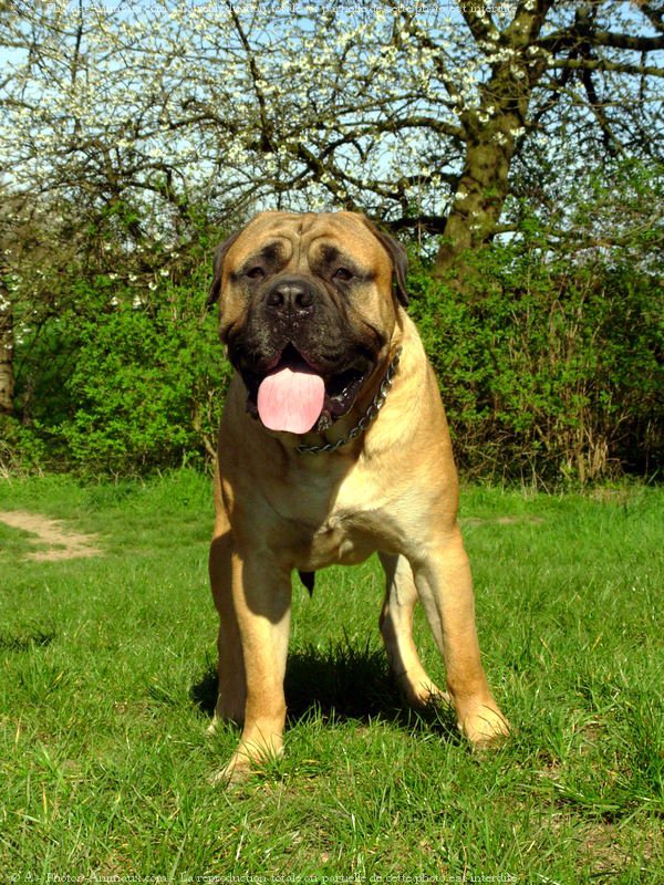 Photo de Bullmastiff