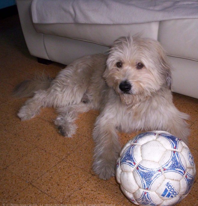 Photo de Chien de berger des pyrenes  poil long