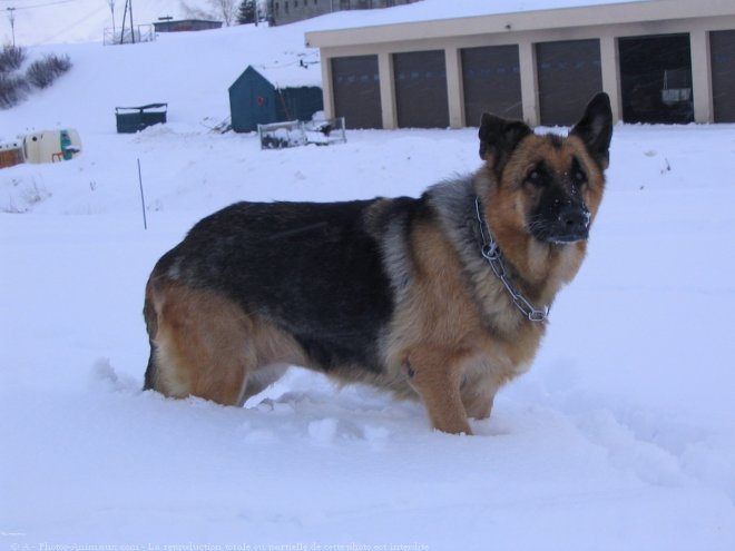 Photo de Berger allemand  poil court