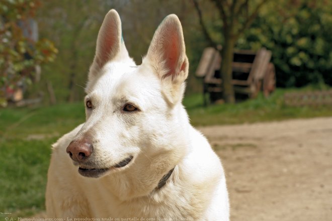 Photo de Berger blanc suisse