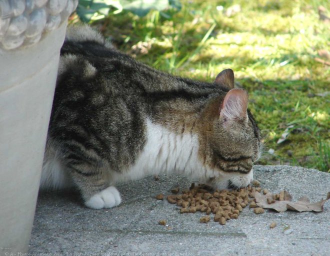 Photo de Chat domestique