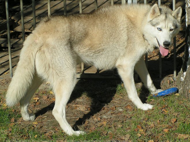 Photo de Husky siberien