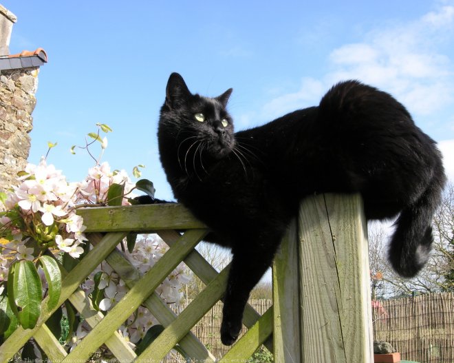 Photo de Chat domestique