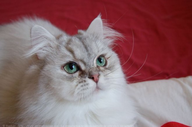 Photo de British longhair