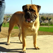 Photo de Bullmastiff