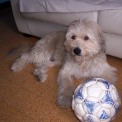 Photo de Chien de berger des pyrenes  poil long