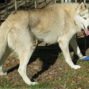 Photo de Husky siberien