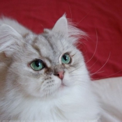 Photo de British longhair