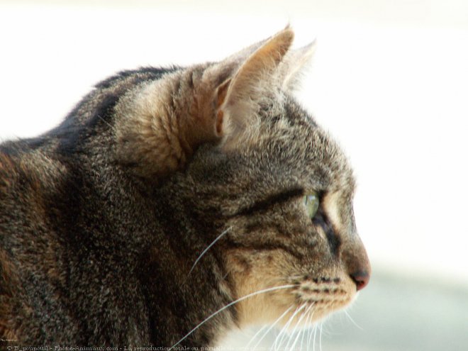 Photo de Chat domestique