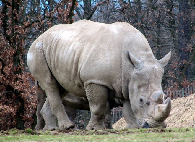 Photo de Rhinocros