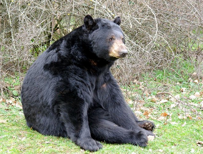 Photo d'Ours