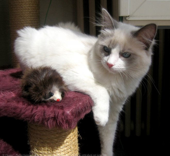 Photo de Ragdoll