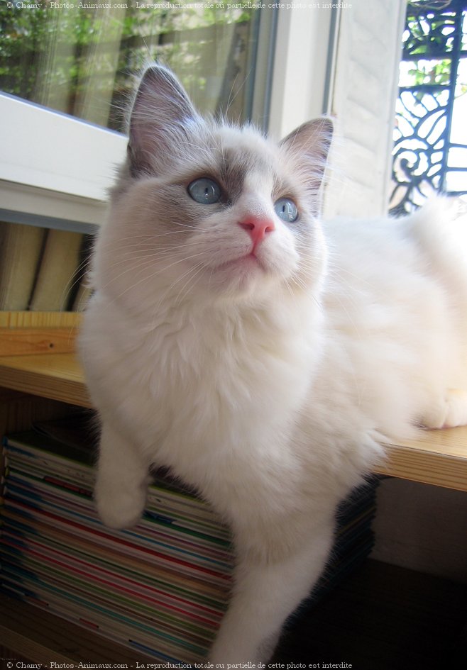 Photo de Ragdoll