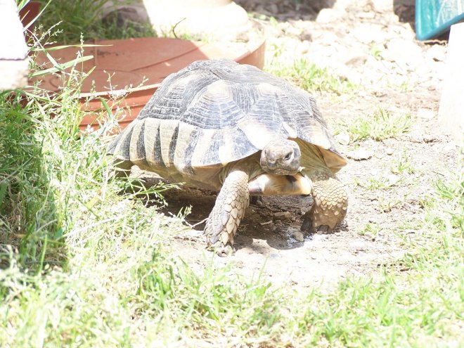 Photo de Tortue