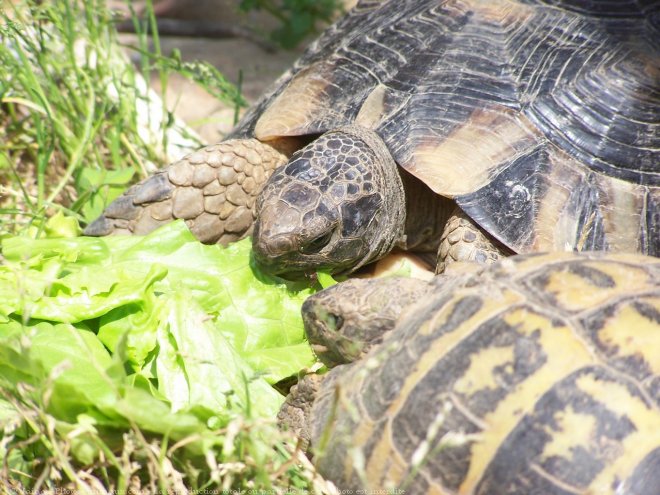 Photo de Tortue