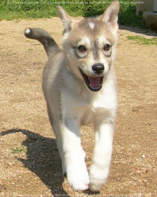 Photo de Husky siberien