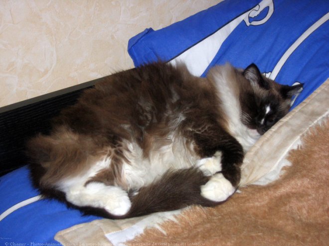 Photo de Ragdoll