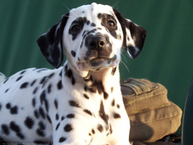 Photo de Dalmatien