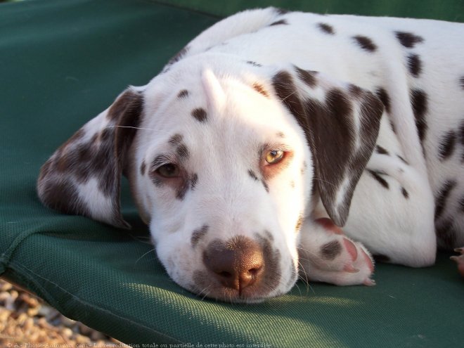 Photo de Dalmatien