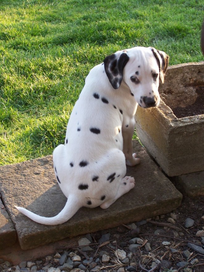 Photo de Dalmatien