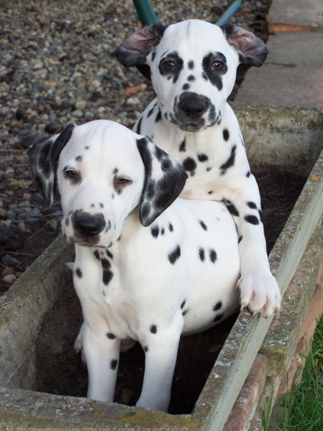 Photo de Dalmatien